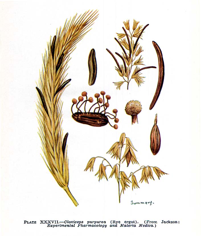 ergot fungi